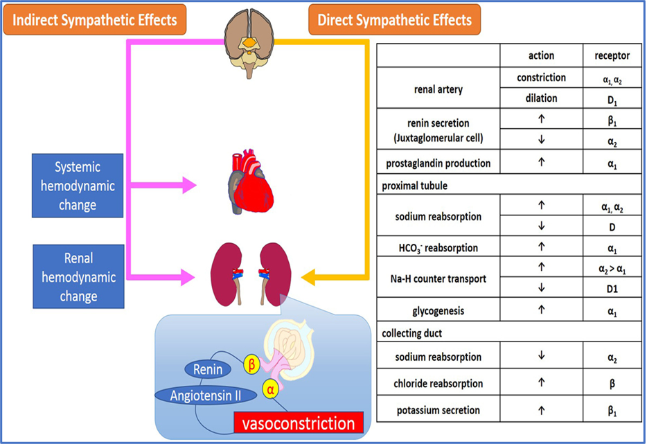 How brain regulates blood pressure and kidney functions