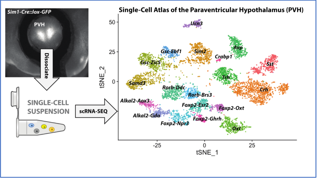 neuron subtypes in the PVH of the brain single nuclei RNA sequencing