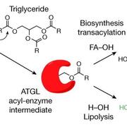 Patel et al. 2022, Nature