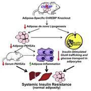 Vijayakumar et al. 2017, Cell Reports