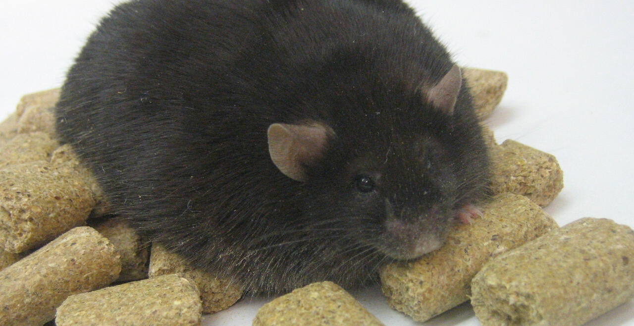 Hippo the mouse